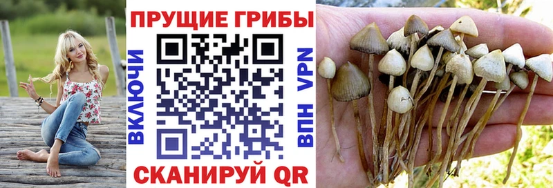 купить наркотики цена  Баксан  KRAKEN tor  Галлюциногенные грибы Psilocybe 